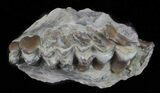 Oligocene Ruminant (Leptomeryx) Jaw Section #60974-1
